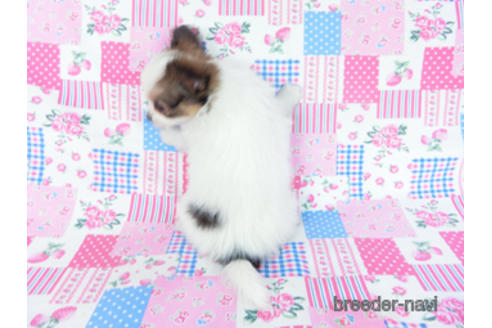 成約済の千葉県のパピヨン-162727の6枚目