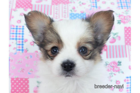 成約済の千葉県のパピヨン-162727の7枚目