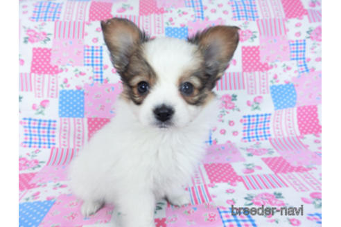 成約済の千葉県のパピヨン-162727の8枚目