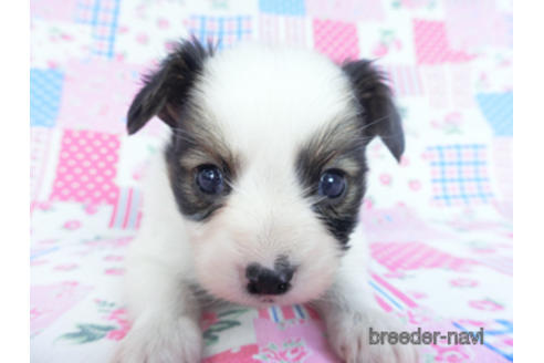 成約済の千葉県のパピヨン-165241の10枚目