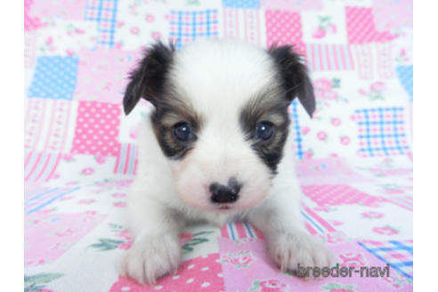 成約済の千葉県のパピヨン-165241の9枚目