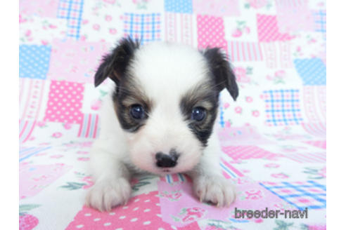 成約済の千葉県のパピヨン-165241の11枚目