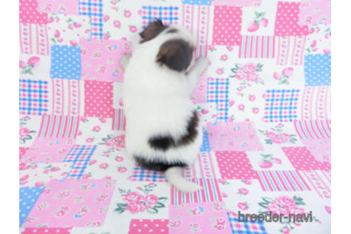 成約済の千葉県のパピヨン-165241の12枚目