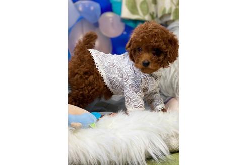 成約済の福岡県のタイニープードル-165242の1枚目