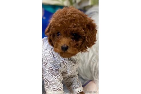 成約済の福岡県のタイニープードル-165242の3枚目