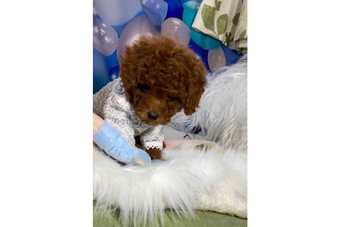 成約済の福岡県のタイニープードル-165242の2枚目