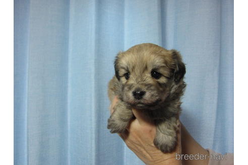 成約済の福岡県のミックス犬-162256の1枚目