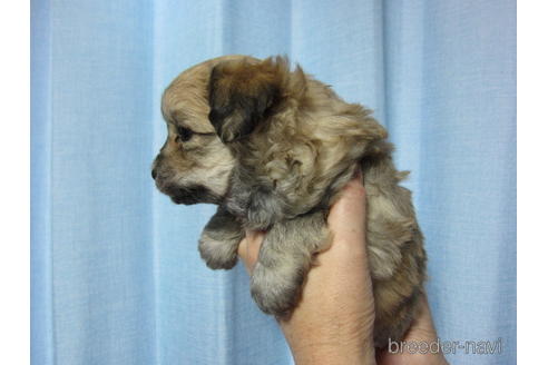 成約済の福岡県のミックス犬-162256の4枚目