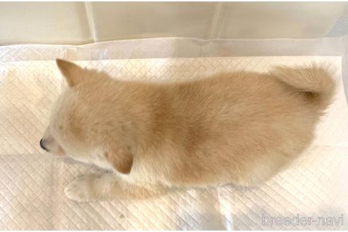 成約済の滋賀県の柴犬-165256の2枚目