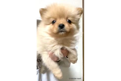 成約済の茨城県のポメラニアン-165265の1枚目