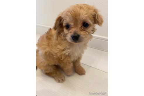 成約済の福岡県のミックス犬-165282