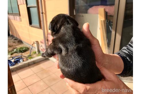 成約済の山口県のフレンチブルドッグ-164268の9枚目