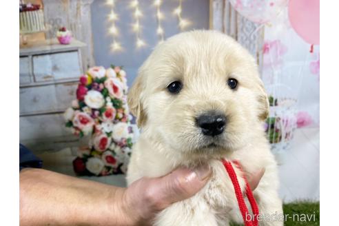 成約済の和歌山県のゴールデンレトリーバー-163733の4枚目
