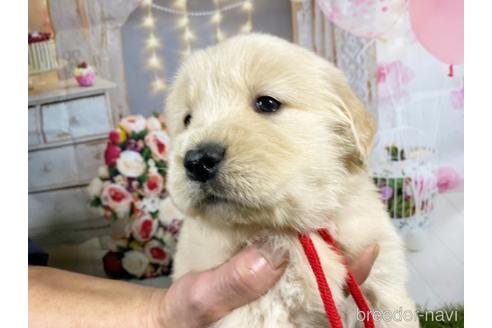 成約済の和歌山県のゴールデンレトリーバー-163733の5枚目