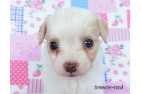 成約済の千葉県のミックス犬-165315の6枚目