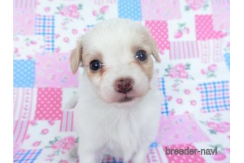 成約済の千葉県のミックス犬-165315の7枚目