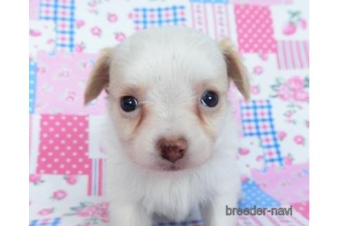 成約済の千葉県のミックス犬-165316の17枚目