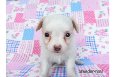 成約済の千葉県のミックス犬-165316の20枚目