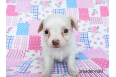 成約済の千葉県のミックス犬-165316の19枚目