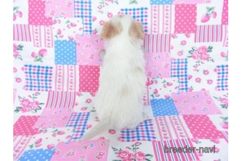 成約済の千葉県のミックス犬-165316の18枚目