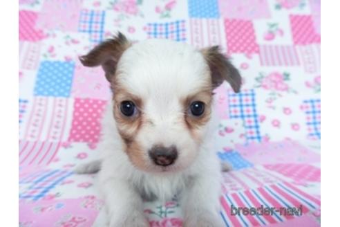 成約済の千葉県のミックス犬-165318の2枚目