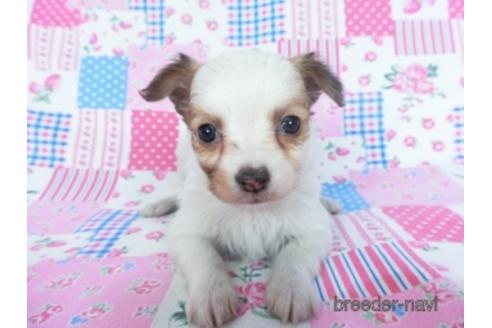 成約済の千葉県のミックス犬-165318の4枚目