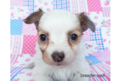 成約済の千葉県のミックス犬-165318の1枚目