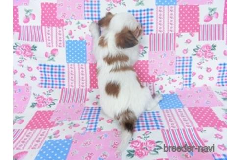 成約済の千葉県のミックス犬-165318の3枚目