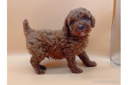 成約済の東京都のトイプードル-165659の1枚目