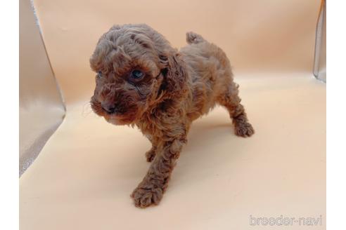 成約済の東京都のトイプードル-165659の2枚目