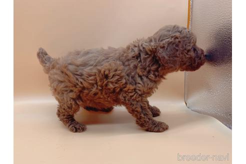 成約済の東京都のトイプードル-165659の3枚目