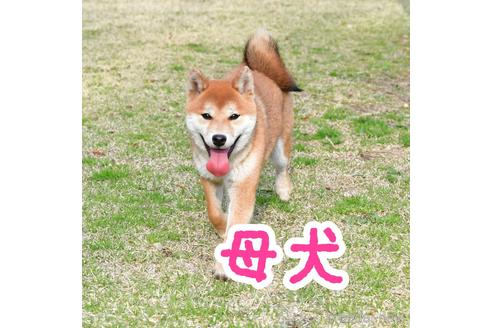 柚子( ゆ ず )ちゃん1枚目