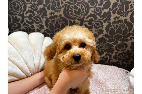 成約済の千葉県のタイニープードル-153926の8枚目