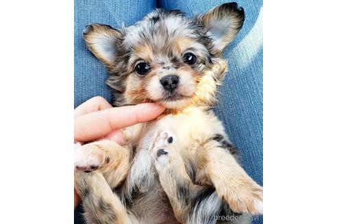子犬