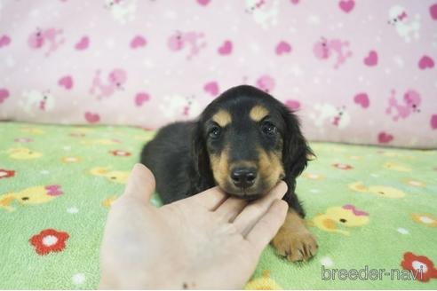 成約済の兵庫県のミニチュアダックスフンド(ロングヘアード)-165387の1枚目