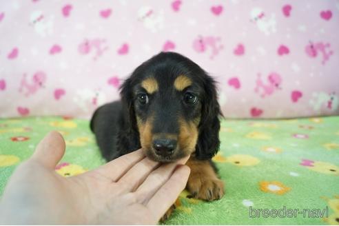 成約済の兵庫県のミニチュアダックスフンド(ロングヘアード)-165387の2枚目