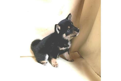成約済の茨城県の豆柴-161229の8枚目