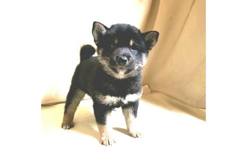 成約済の茨城県の豆柴-161229の6枚目