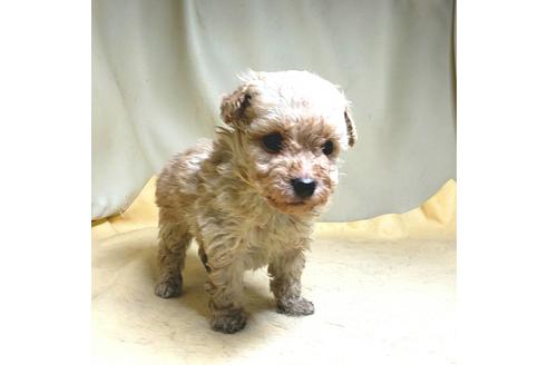 成約済の茨城県のミックス犬-163527の40枚目