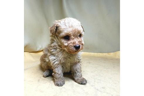 成約済の茨城県のミックス犬-163527の39枚目