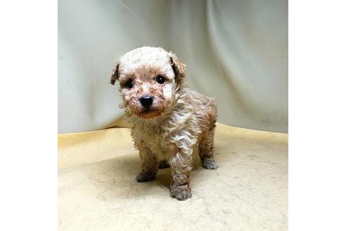 成約済の茨城県のミックス犬-163527の37枚目