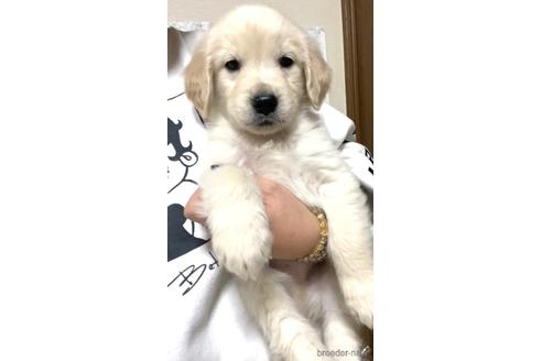 成約済の茨城県のゴールデンレトリーバー-165259の1枚目
