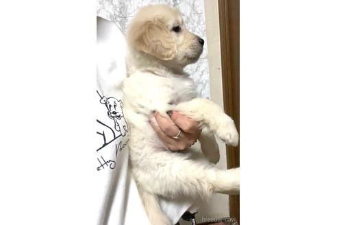 成約済の茨城県のゴールデンレトリーバー-165259の2枚目