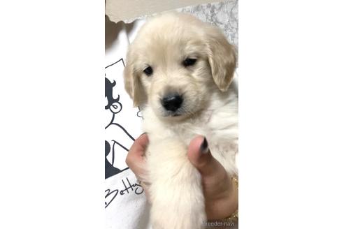 成約済の茨城県のゴールデンレトリーバー-165259の4枚目