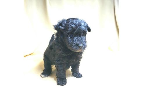 成約済の茨城県のミックス犬-163525の40枚目