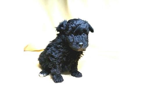 成約済の茨城県のミックス犬-163525の37枚目