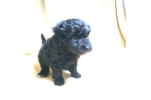 成約済の茨城県のミックス犬-163525の36枚目