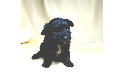成約済の茨城県のミックス犬-163524の41枚目