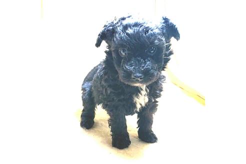 成約済の茨城県のミックス犬-163524の39枚目