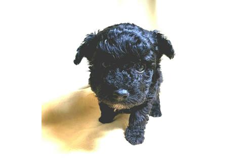 成約済の茨城県のミックス犬-163524の37枚目